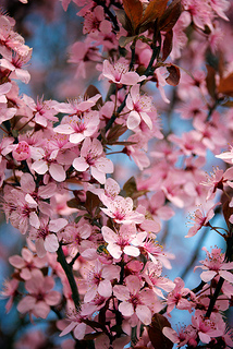 Plum trees in spring