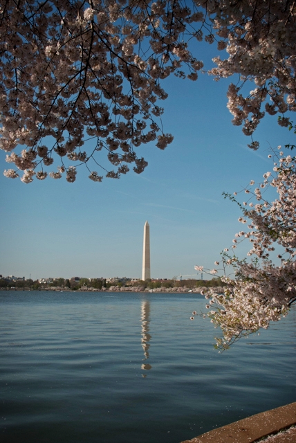 Cherry Trees in Washington DC