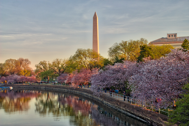 The Cherry Trees along the Tidal Pool with the Washington Monument in the background.