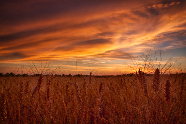 Wheat Field at Sunset