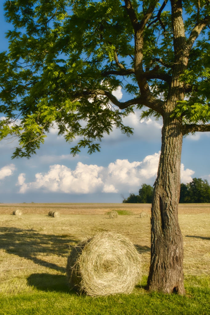 Bales of Hay